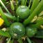 Early maturity green peel excellent shining zucchini seed Round green F1 hybrid squash/zucchini seeds no.80