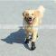 Reflective Strip and Rugged Anti-Slip Sole Water Resistant Large Dog Walking Shoes
