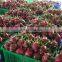 Good Quality Dragon Rruit With Competitve Price AT Market Viet Nam