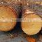 Souther Yellow Pine