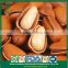 Supplier Organic Green Agriculture Siberian Open Pine Nuts in Shell