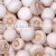 Frozen Nameko Mushrooms Healthy and High Quality
