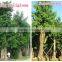 Outdoor Landscaping Tall Ornamental Green Decorative Plants
