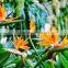Fresh cut flower Bird- of -paradise Strelitzia reginae Aiton