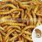 Freeze Dried Mealworms for Pet Food