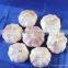 China Garlic in Hot Sale to Export
