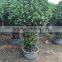 ficus panda cage shape-1.7m