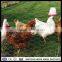 anping hexagonal wire mesh roll chicken coop iron wire fence hexagonal chicken wire mesh