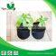greenhouse using plant bag/ disposal planting bags/ garden bag