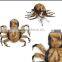 High Quality Dog Costume - FUZZY TARANTULA COSTUMES