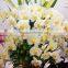 105cm Tall Wedding White Butterfly Orchid