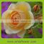 Good smell classical hotsell holland roses