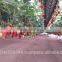 Professional Aquaponics Hydroponics and Aeroponics Systems for Agriculture Farming
