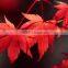 Digital Printing Sheet Glass Manufacture The Float Process