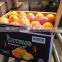 Egyptian citrus fruits for export, Orange type (Navel- Valencia)