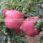 Fresh Huaniu apple from Gansu province fresh huaniu apple