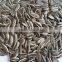 Delicious sunflower seeds for snack food and without additive and healthy snack food