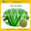 GMP Manufacturer Supply Natural Aloe Vera Dry Extract