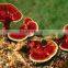 Reishi Mushroom Extract UPR Capsule Royal Jelly Dietary Supplement ...