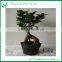 Live Ficus Tree