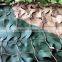 Blind Material Fungi resistance Oxford Fabric Jungle military Digital military camouflage net