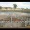 portable livestock cattle panel