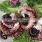 octopus exporters from china
