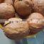 we buy walnuts from china the type is dry fruit Honey walnut shelled walnut