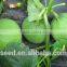 chinese wholesale sweet melon seeds f1