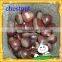 Fresh chestnut from China/Mount Tai chestnut/Low price chestnut