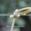 High Quality Knotted Bamboo Skewer