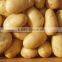 New crop fresh Potato with best price for sale                        
                                                Quality Choice