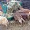 farm hay rack sheep feeder with plate