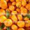 Fresh Nanfeng Baby Mandarin,baby orange