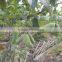High Yield Fruit Seeds For Sale Holboellio Latifolia Wall Seeds For Cultivation Become Rich Fruit Seeds