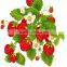healthy and delicious strawberry chocolate snack food62