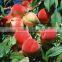 100% natural Peach Seed Extract Peach Seed P.e. ISO, GMP, HACCP, KOSHER, HALAL certificated