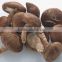 lentinus edodes/mushroom champignon/champignon mushroom
