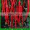 P04 no.301 high quality hybrid chilli seeds, vegetable seeds