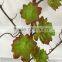 artificial succulent plant garland