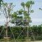 Cassia fistula landscaping project trees