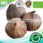 2016 hot sale natural green food organic black garlic single bulb china