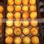 electric takoyaki maker/takoyaki pan/automatic fish grill