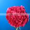 Fresh cut flowers long stem single head red carnation from Yunnan China