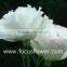 Mixed Color High Quality Fresh Cut Flower Eustoma Lisianthus Good Smell Pink Lisianthus From China