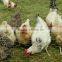 hexagonal wire netting/chicken fence ( electro galvanized/ hot dipped galvanized )