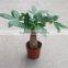 China tropics pachira bonsai tree home garden plants flowers