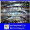 Hot Sale Mackerel Fish 20CM + Frozen Horse Mackerel