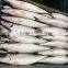 Frozen Scomber Japonicus Fish