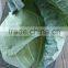 Cabbage To Canada